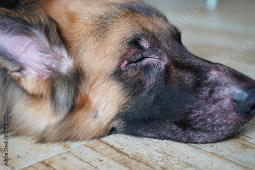 dog face infect with skin dermatitis disease