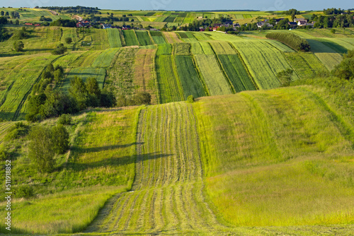 Falujące pola