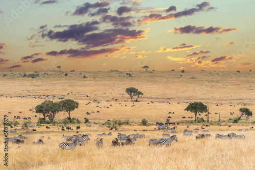 Zebras and Wildebeests during Great migration, Maasai Mara National Reserve, Kenya, Africa