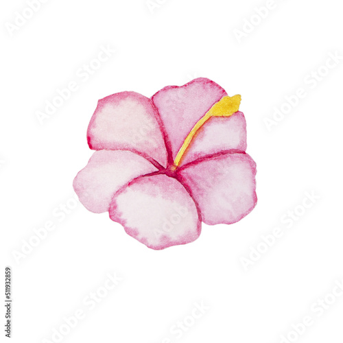 Pink hibiscus, tropical flower