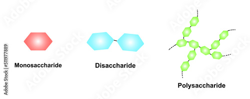 Scientific Designing of Differences Between Monosaccharide, Disaccharide And Polysaccharide. Carbohydrates And Sugars Terminology. Vector Illustration.