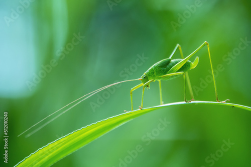 Background green grasshopper on a leaf.