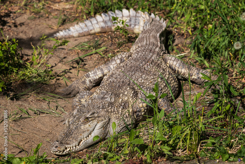 The Siamese Freshwater Crocodile