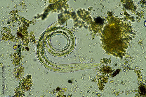 microorganisms and soil biology, with nematodes and fungi under the microscope.