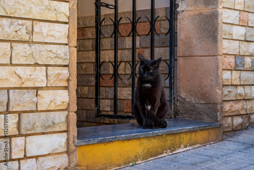 Czarny kot siedzi w bramie.