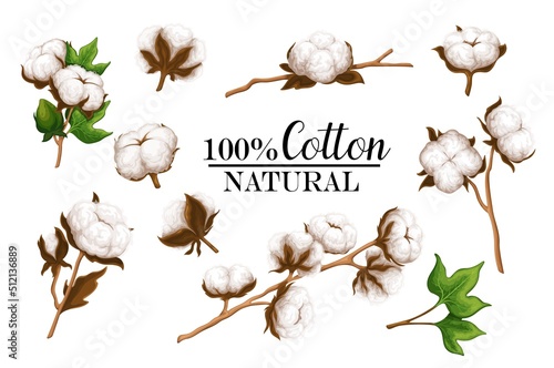Cotton plants set, vector illustration. Cartoon isolated boll and pod with raw fluffy organic fiber of cotton harvest, natural leaf and bud on branch in botanical background
