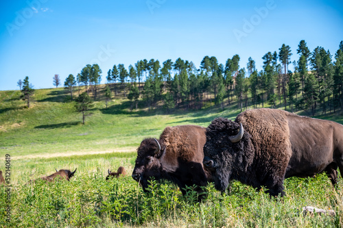 Herd of bison roaming across the open plains for Custer State Park in South Dakota. 