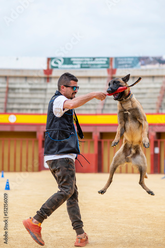 Amazing Belgian Malinois dog jumping during an obedience competition in Spain
