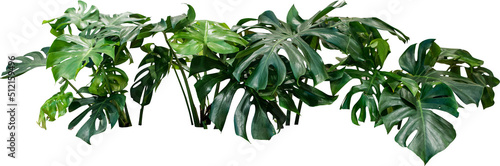 Monstera Jungle Plant Isolated