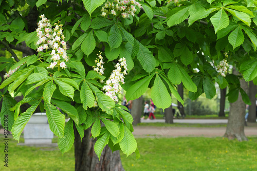 Aesculus hippocastanum or horse chestnut tree in bloom, city park. White flowering flowers on branches, green leaves