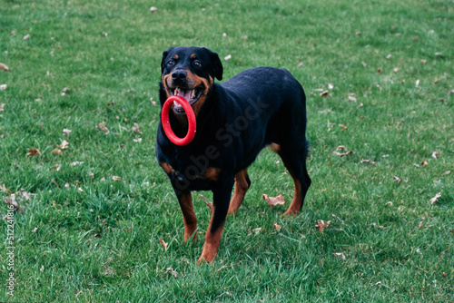 A rottweiler dog standing in green grass with a red ring toy in its mouth