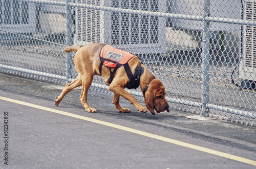 A bloodhound sniffing along a chain link fence