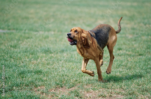 A bloodhound running through a grassy field