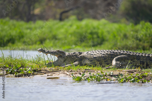 A Nile crocodile resting in the sun