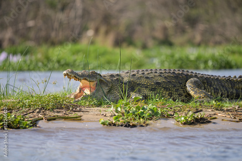 A Nile crocodile resting in the sun