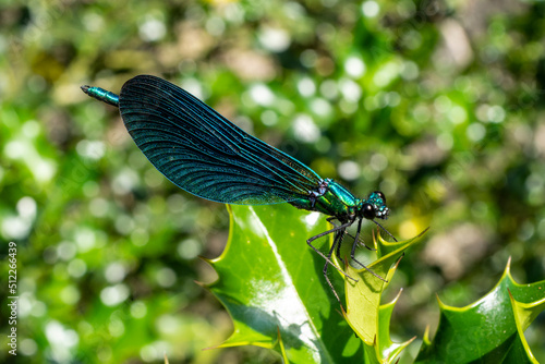 libellule sur des feuilles de houx