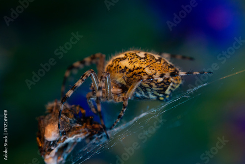 Aculepeira ceropegia, oak spider. A close-up of a spider who has caught a game in the summer sunset. Legs with sharpness.
