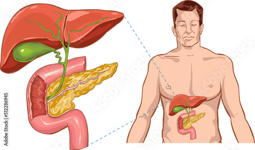 white background man liver anatomy liver anatomy