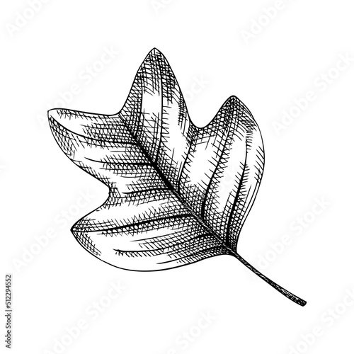 Decorative autumn leaf sketch. Tulip tree foliage drawing. Hand drawn botanical element in sketched style. Sketched fall leaves illustrations. For Thanksgiving day design.