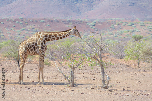 Desert-adapted giraffe (Giraffa camelopardalis) in desert landscape feeding on acaciatree, Damaraland, Namibia