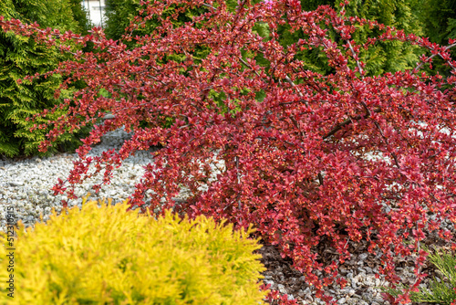 Berberys Thunberga red carpet