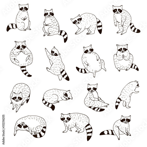 Raccoon forest animal vector line illustrations set