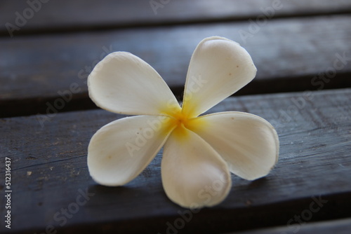 Plumeria in saipan