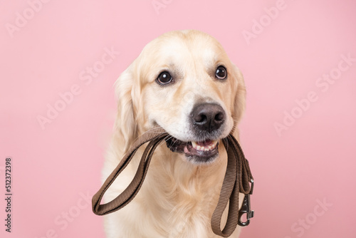 A dog waiting for a walk. Golden Retriever sitting on a pink background with a leash in his teeth