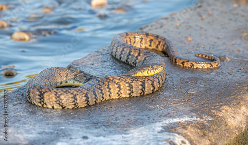 Diamondback Water Snake