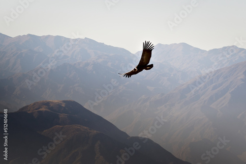 Andean condor (Vultur gryphus) soaring over the Andes montains near Tupungato, province of Mendoza, Argentina.