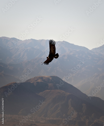 Andean condor (Vultur gryphus) soaring over the Andes montains near Tupungato, province of Mendoza, Argentina.