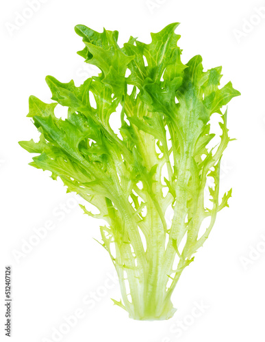 leaves of fresh endive lettuce cutout on white