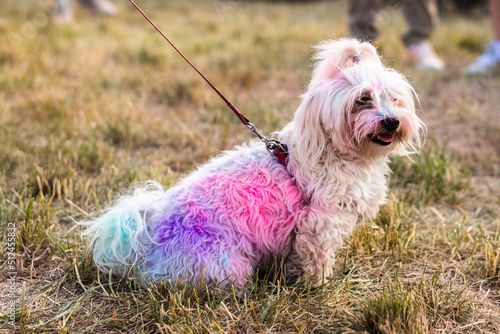 Kolorowy pies na Festiwal Kolorów Holi. Indyjskie święto z kolorowym pudrem, Polska 