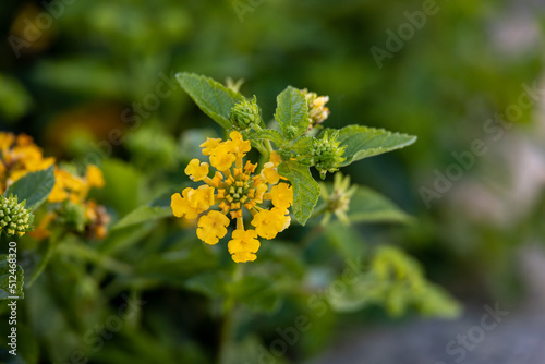 Yellow tropical flower Lantana camara (common lantana), Spanish flag, big-sage, Putush, Kongini, wild-sage, red-sage, white-sage, korsu wiri, korsoe wiwiri, tickberry, Kashi Kothan, West Indian lantan