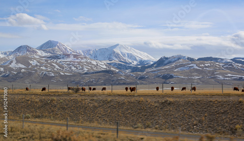 Cattle ranch in idaho