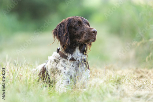 Portrait of a brown munsterlander breed hound in summer on a field outdoors