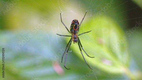 Orchard spider in a web in the Intag Valley outside of Apuela, Ecuador