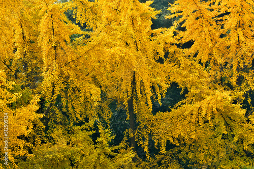autumn ginkgo tree