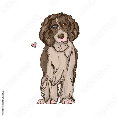 sketch of english cocker spaniel dog standing Hand Drawn Illustration