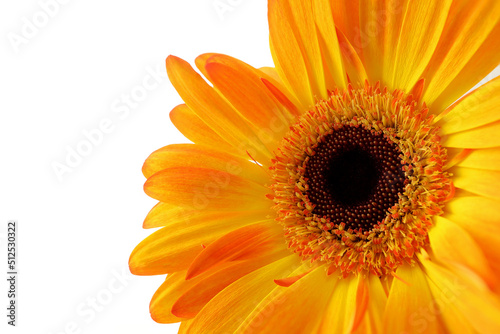 Close up of Red and Yellow Gerber daisy flower isolated on white background.Gerbera, Barberton daisy. Selection focus