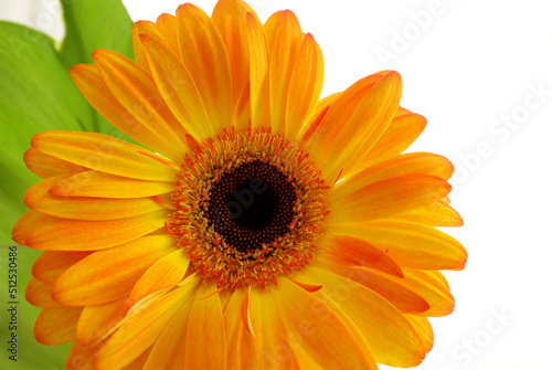 Close up of Red and Yellow Gerber daisy flower and green leaves isolated on white background.Gerbera, Barberton daisy. Selection focus