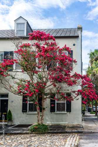 Charleston Crepe Myrtle Blooming