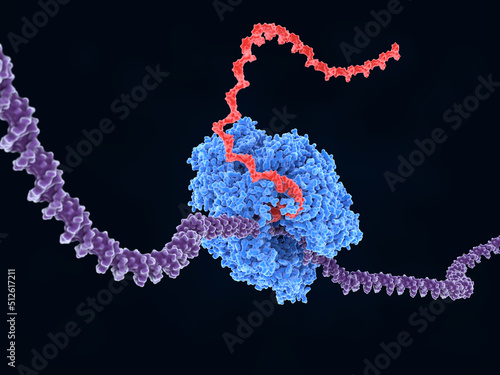 RNA Polymerase II transcribing DNA into RNA.