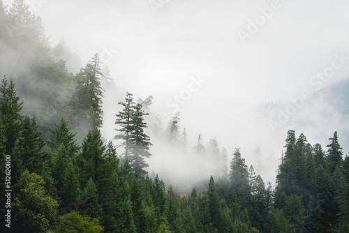 Fog in the Redwoods