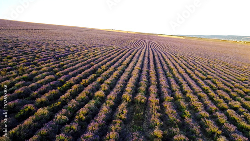 Top view of purple rows of lavender field. Shot. Beautiful landscape of lavender field. Farmer's field of fragrant and useful lavender bushes