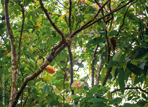 Ripe yellow fine aroma cacao fruit (Theobroma cacao) in the Amazon rainforest of Ecuador.