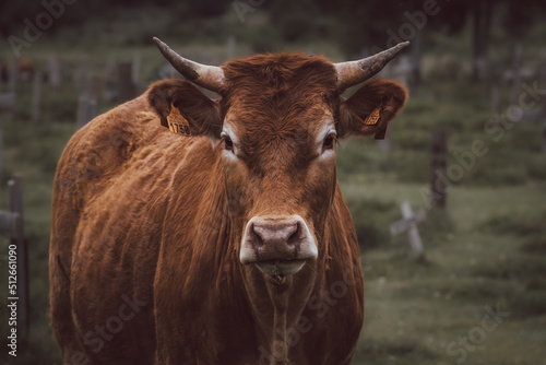 Brown cow with horns looking straight ahead with an identification sign in its ears with the number 1758