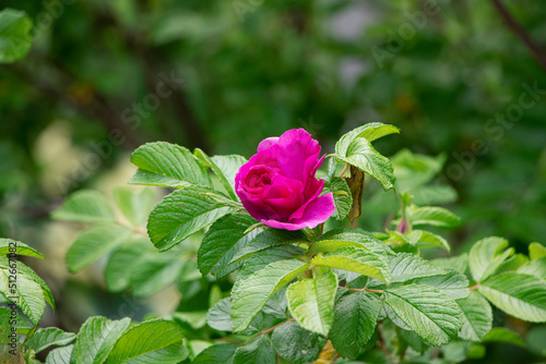 Blooming Rose rugosa. Rose in the garden. Pink rosa rugosa in summer time