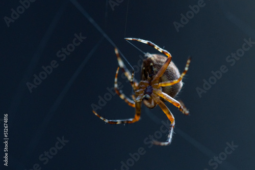 Close-up macro shot of a European garden spider Cruciform spider, Araneus diadematus.