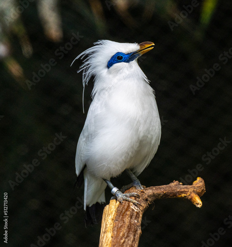 Bali Myna (Leucopsar rothschildi), native to Bali, Indonesia